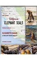 California Elephant Seals
