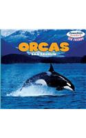 Orcas