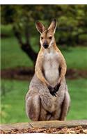 Cute Animal Journal #20: Kangaroo (Lined Pages): 200 Page Journal