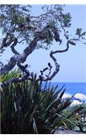 A View of the Ocean through the Trees in California Journal