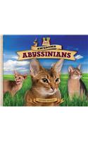 Awesome Abyssinians