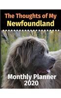 The Thoughts of My Newfoundland