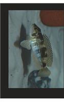 African Cichlid Lamprologus from Lake Tanganyika Journal