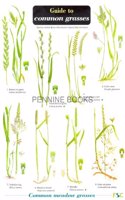 Guide to Common Grasses