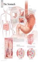 Stomach Wall Chart