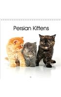 Persian Kittens 2018