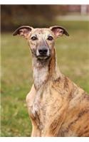Cute Brindle Whippet Dog Portrait Journal: 150 Page Lined Notebook/Diary
