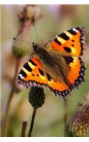 Painted Lady