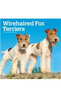 Wirehaired Fox Terriers 2021 Square