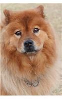 Chow Chow Dog Notebook