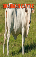Brahman Cattle: Incredible Pictures and Fun Facts about Brahman Cattle