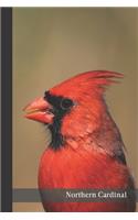Northern Cardinal