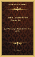 Bau Des Menschlichen Gehirns, Part 1-2