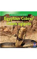 Egyptian Cobra / Cobra Egipcia