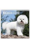 Bichon Frise 2018 Calendar