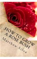 How To Grow A Rose Bush
