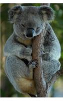 Mellow Koala in a Tree Journal: 150 Page Lined Notebook/Diary