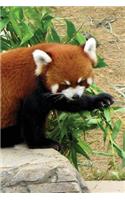 Red Panda Grid Notebook: 150 page Grid Notebook Journal Diary