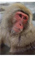 A Japanese Snow Monkey Looking Up at You Journal: 150 Page Lined Notebook/Diary