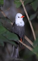 White-Headed Black Bulbul Bird Journal