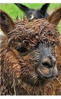 Alpaca Notebook