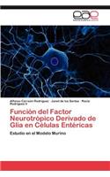 Función del Factor Neurotrópico Derivado de Glia en Células Entéricas