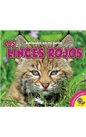 Linces Rojos