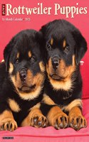 Just Rottweiler Puppies 2023 Wall Calendar
