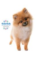 2020 Pomeranian Planner - Weekly - Daily - Monthly