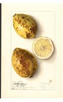 Nutrition Journal Notebook