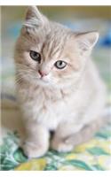 Notebook - Kitten