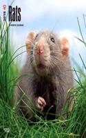 2018 Rats Wall Calendar