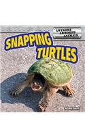 Snapping Turtles