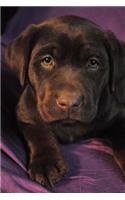 Precious Little Chocolate Labrador Retriever Puppy Dog Pet Journal: 150 Page Lined Notebook/Diary