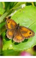 Meadow Brown Butterfly Maniola jurtina Insect Journal