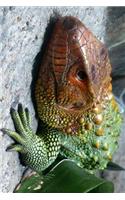 Caiman Lizard Posing for Fame Journal: 150 page lined notebook/diary