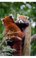 Two Red Pandas Playing on a Stump Journal