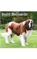 Saint Bernards 2020 Square