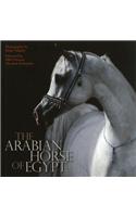 Arabian Horse of Egypt