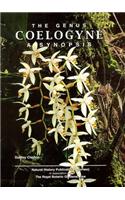 Genus Coelogyne, The