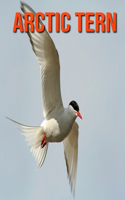 Arctic Tern