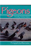 Pigeons: (English)