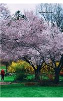 Stroll Under the Blossoms