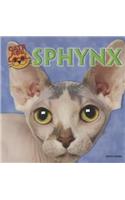 Sphynx