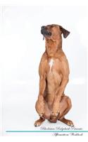 Rhodesian Ridgeback Affirmations Workbook Rhodesian Ridgeback Presents: Positive and Loving Affirmations Workbook. Includes: Mentoring Questions, Guidance, Supporting You.