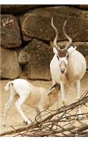 The Addax Antelope Journal: 150 page lined notebook/diary