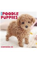 Just Poodle Puppies 2020 Wall Calendar (Dog Breed Calendar)