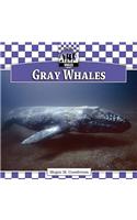 Gray Whales