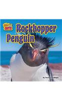 Rockhopper Penguin