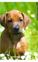 Rhodesian Ridgeback Puppy